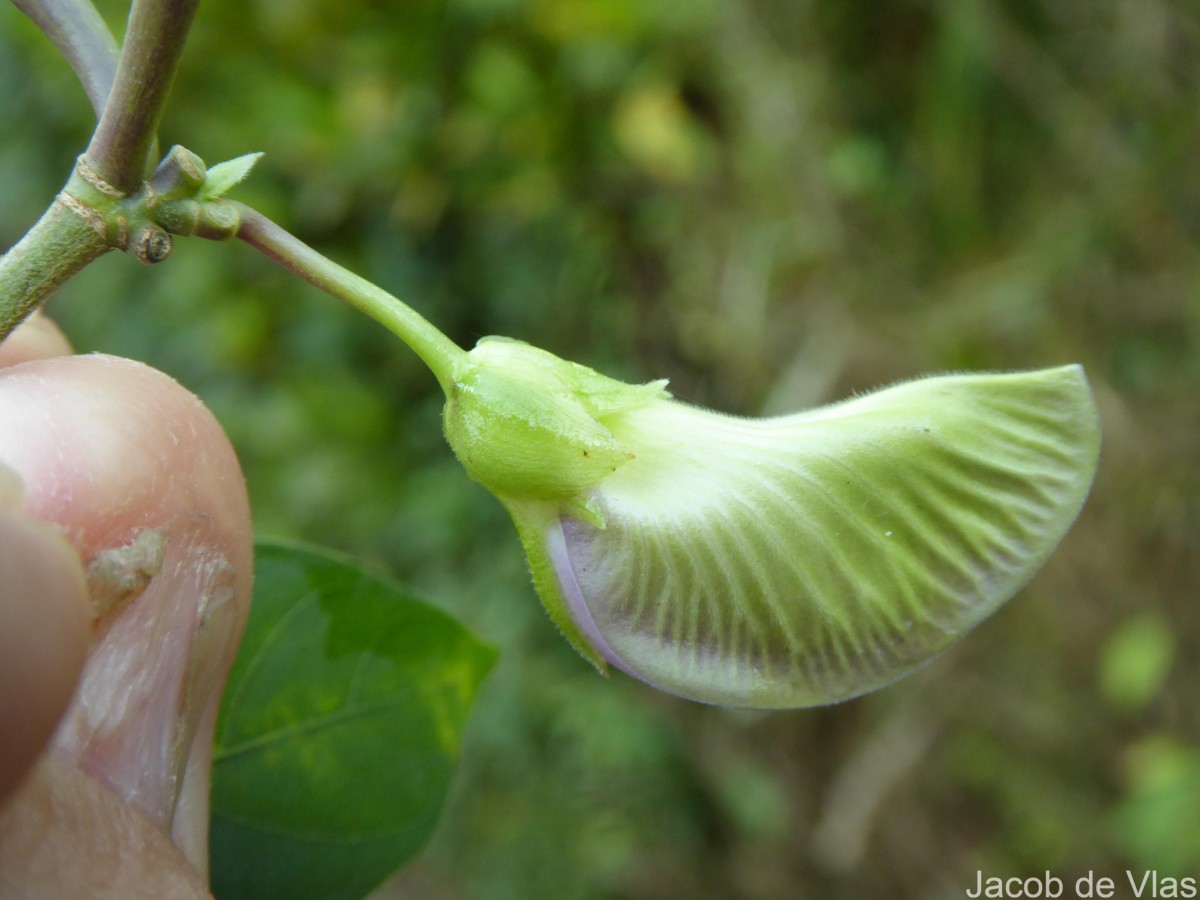 Centrosema pubescens Benth.